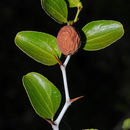 Plancia ëd Ziziphus lotus (L.) Lam.