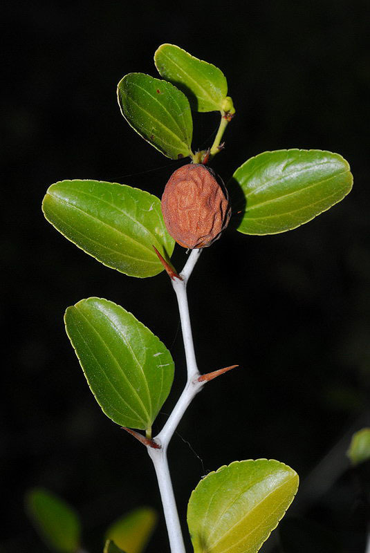 Plancia ëd Ziziphus lotus (L.) Lam.