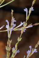 Image of Lavandula coronopifolia Poir.