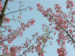 Imagem de Prunus campanulata Maxim.