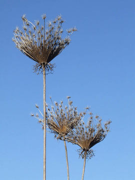 Image of Queen Anne's lace