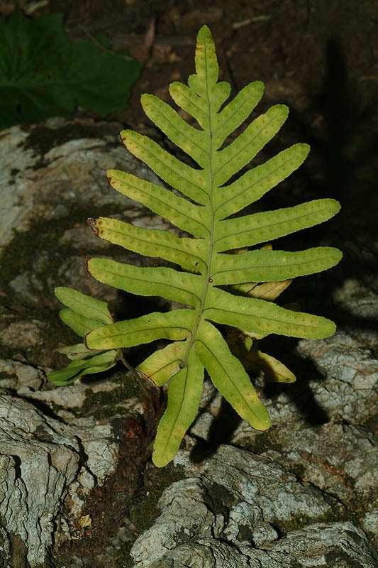 <i>Polypodium australe</i>的圖片