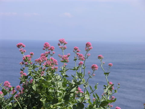 Image of Red Valerian