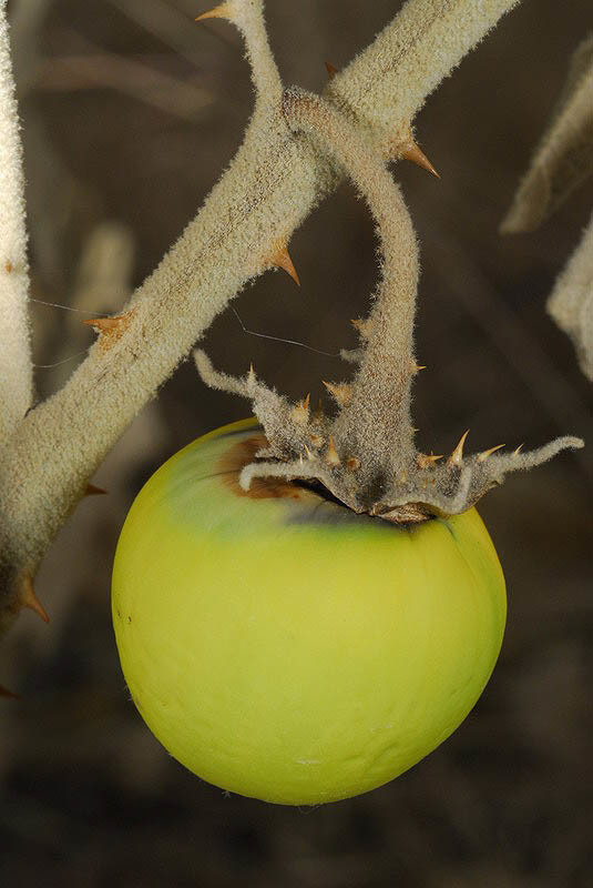 Image of nightshade