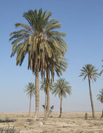 Image of date palm