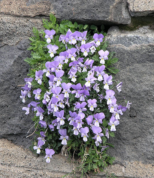 Image of Viola aethnensis Parl.