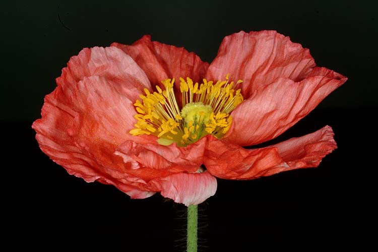 Image of Iceland Poppy