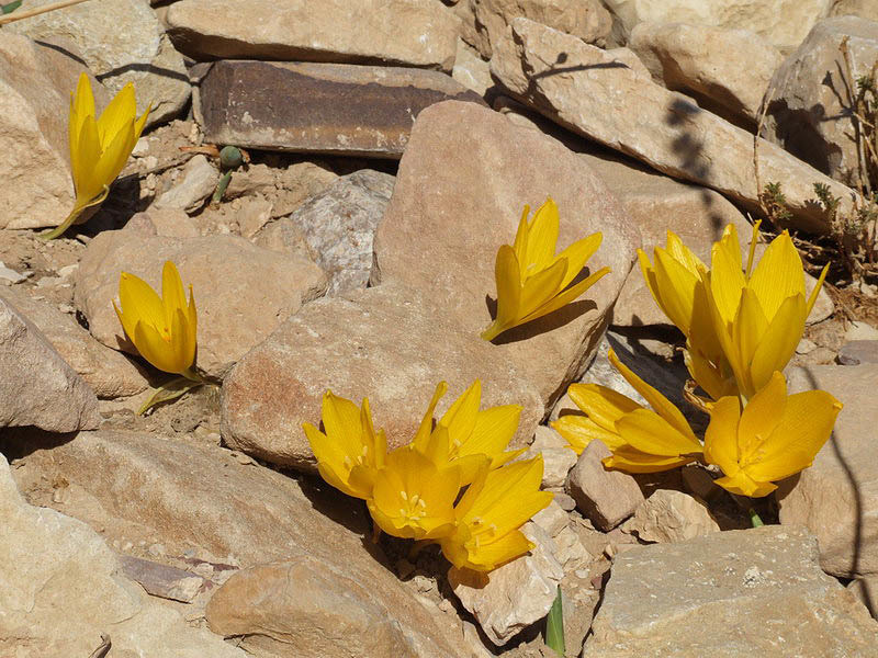 Image de Sternbergia clusiana (Ker Gawl.) Ker Gawl. ex Spreng.