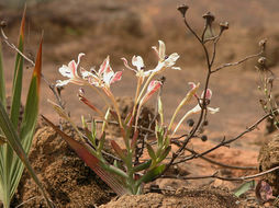 Image of Lapeirousia fabricii (D. Delaroche) Ker Gawl.