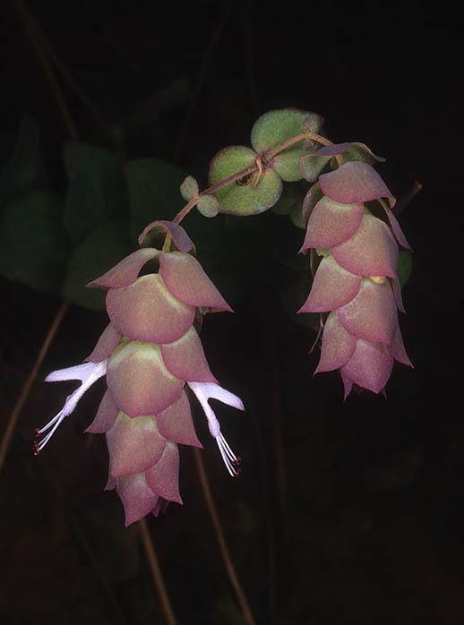 Слика од Origanum cordifolium (Montbret & Aucher ex Benth.) Vogel