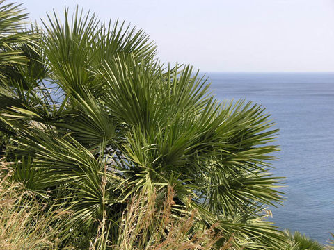 Image of Mediterranean Fan Palm