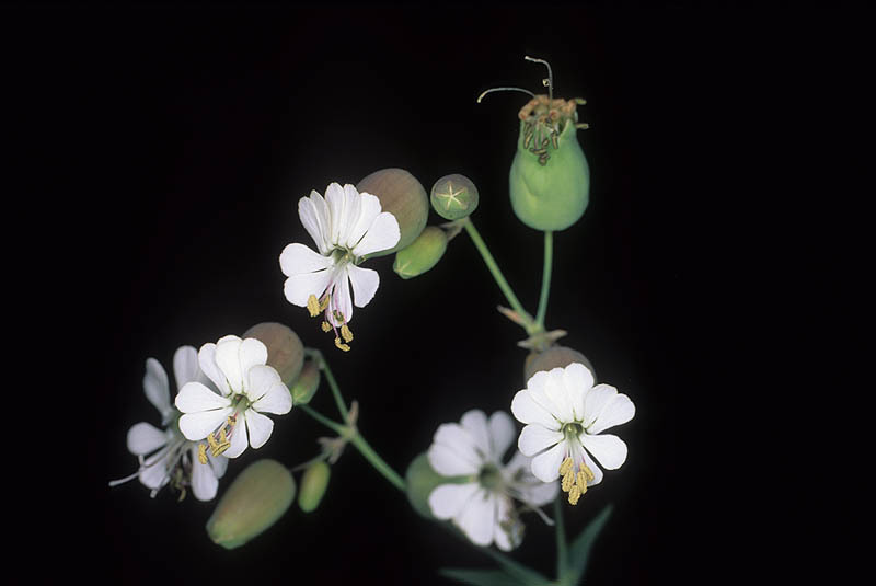 Image de Silène enflèe