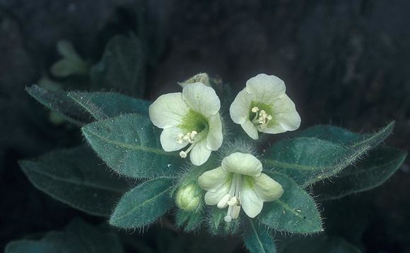 Image of white henbane