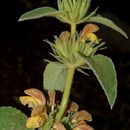 Image of Phlomis leucophracta P. H. Davis & Hub.-Mor.