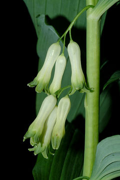 Image of Common Solomon’s-seal