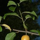 Image of <i>Prunus divaricata</i>