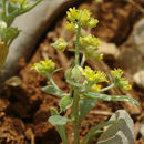Image of Clypeola lappacea Boiss.