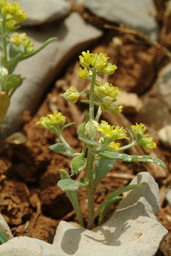 Image de Clypeola lappacea Boiss.