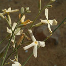 Image of <i>Farsetia aegyptiaca</i>