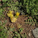 Image of Centaurea rhizocalathium (C. Koch) Tchihat.