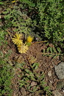 Image of Centaurea rhizocalathium (C. Koch) Tchihat.