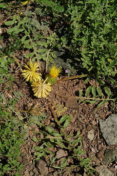 Слика од Centaurea rhizocalathium (C. Koch) Tchihat.