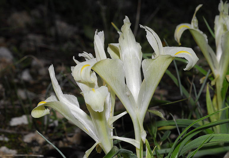 Iris palaestina (Baker) Barbey的圖片