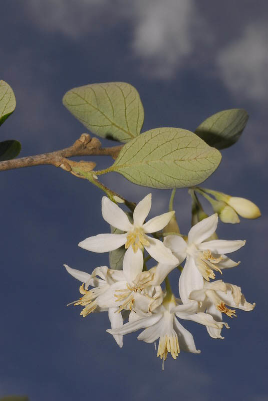 Image of Friar's balsam