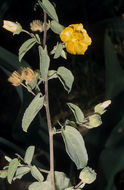 Image of Texas Indian mallow