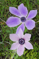 Imagem de Anemone coronaria L.