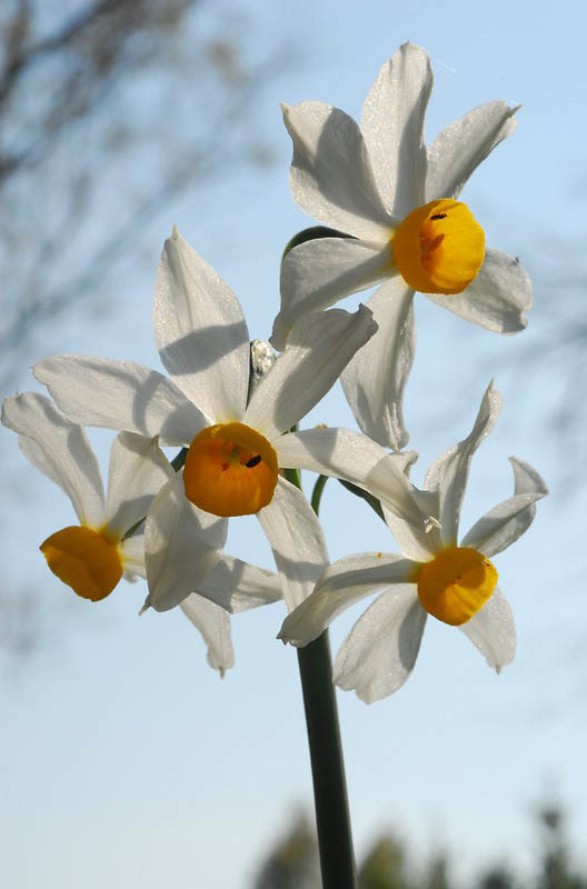 Image of cream narcissus