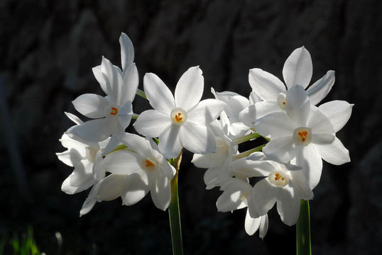 Image of paperwhite narcissus