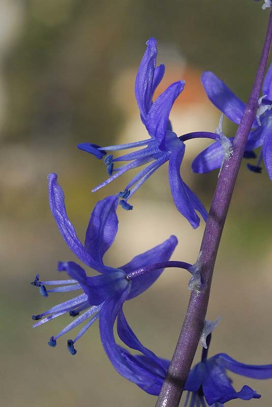 Scilla cilicica Siehe resmi