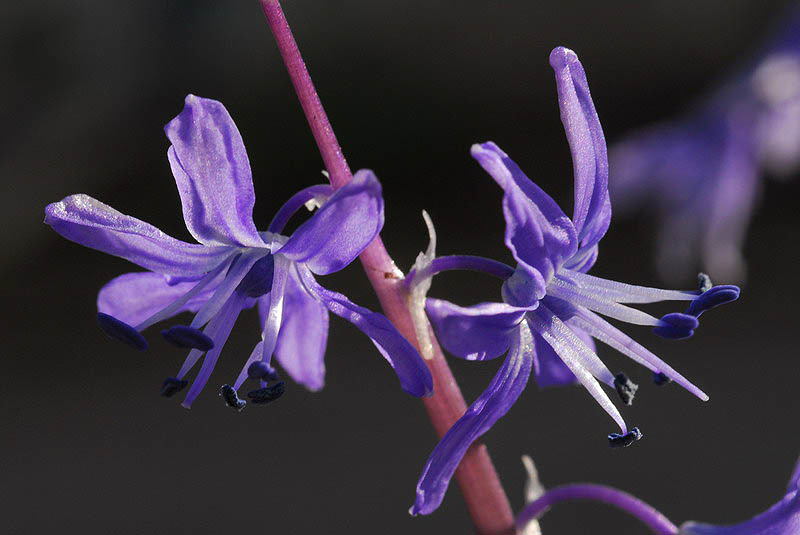 Image of Scilla cilicica Siehe