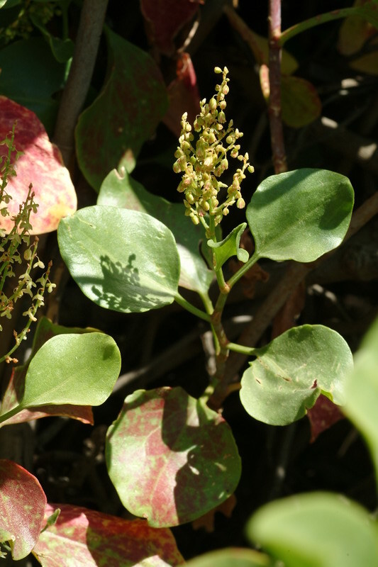 Imagem de Rumex lunaria L.