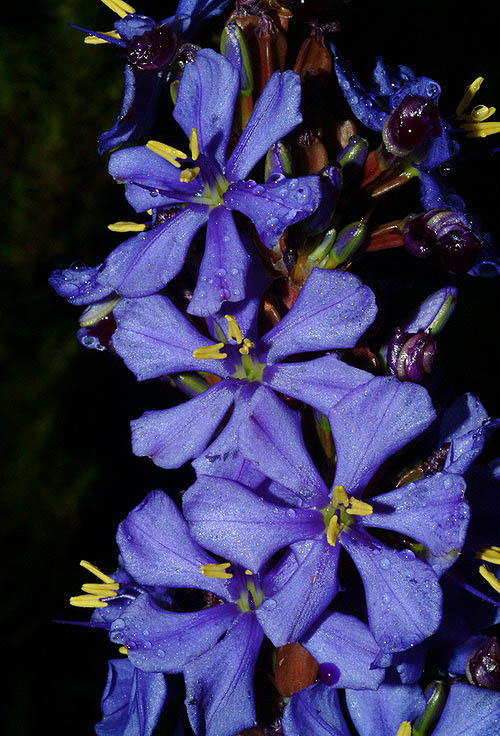 Aristea capitata (L.) Ker Gawl. resmi