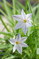 Image of spring star