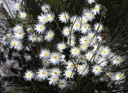 Image of Edmondia sesamoides (L.) O. M. Hilliard