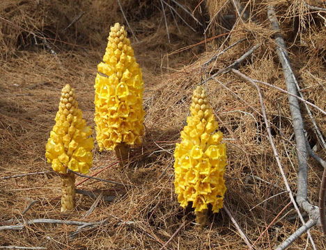 Image of Desert hyacinth