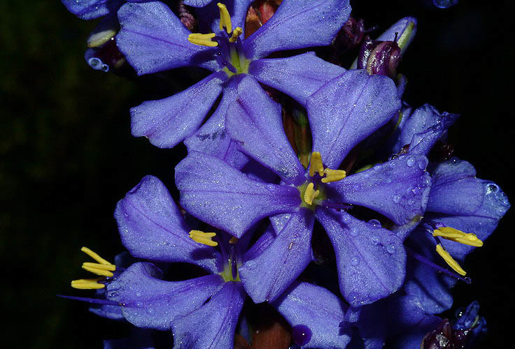 Aristea capitata (L.) Ker Gawl. resmi