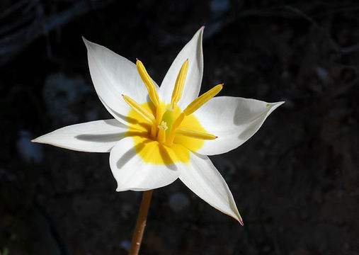 Image of Tulipa biflora Pall.