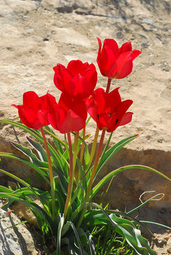 Tulipa systola Stapf的圖片