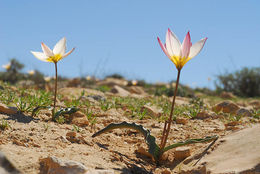 Image of Tulipa biflora Pall.
