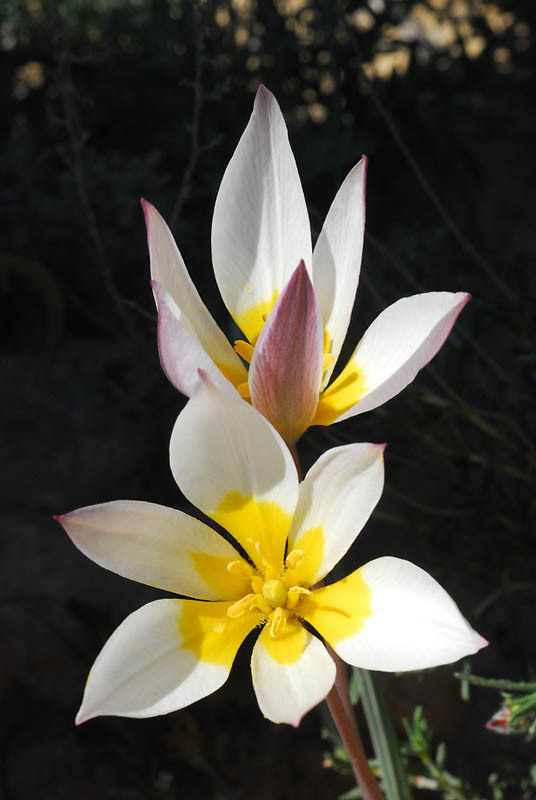 Image of Tulipa biflora Pall.