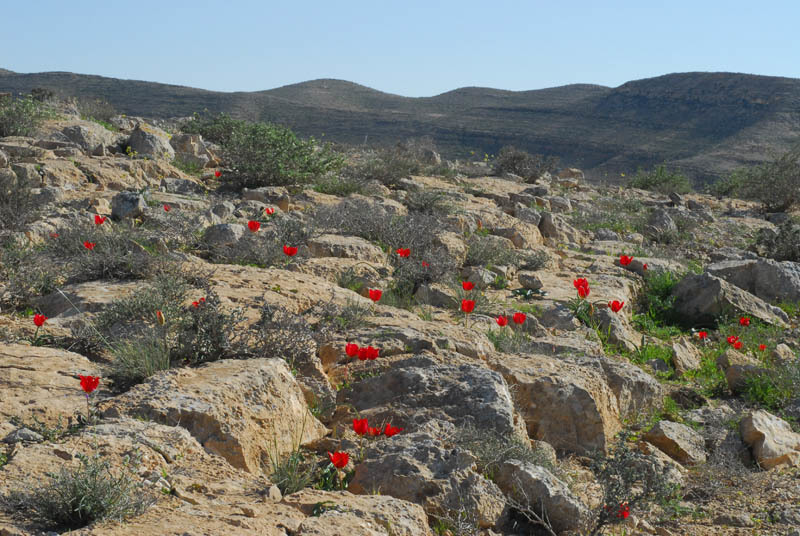 Tulipa systola Stapf的圖片