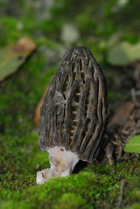 Image of <i>Morchella conica</i>