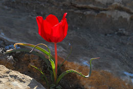 Tulipa systola Stapf的圖片