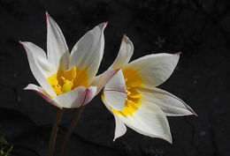 Image of Tulipa biflora Pall.