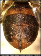 Image of Dacus diastatus Munro 1984