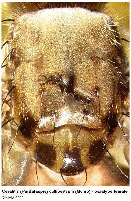 Image of Ceratitis cuthbertsoni (Munro 1936)